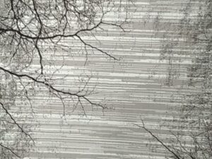 Lazordi Tree 1.60x2.30m